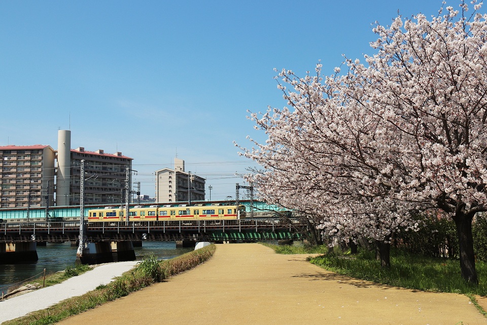 多々良川河畔の桜と西鉄電車