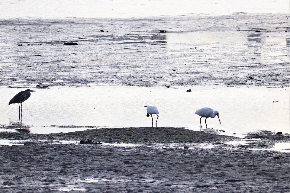 多々良川のクロツラヘラサギ