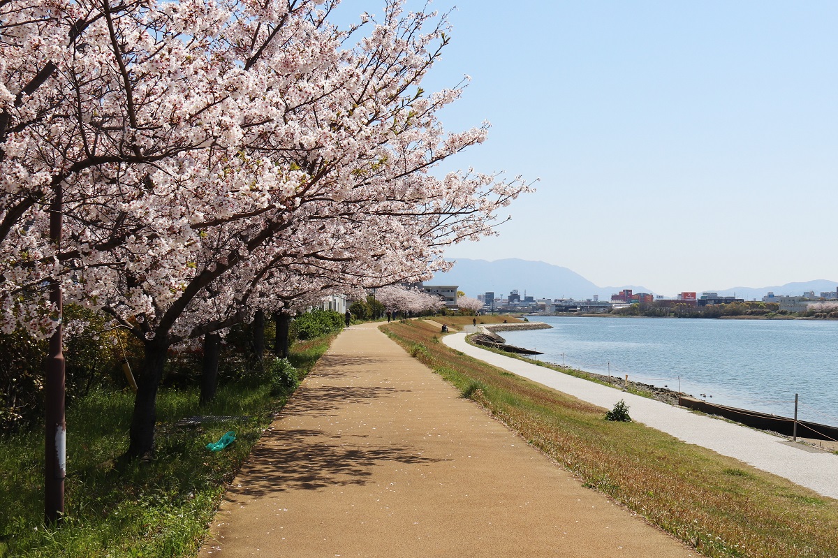 多々良川の遊歩道と桜並木