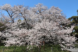 名島城址公園の臥龍桜