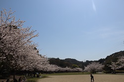 長谷ダム記念公園桜
