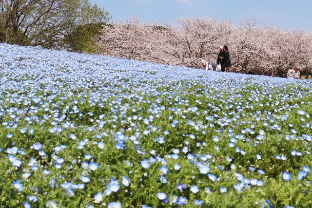 海の中道海浜公園の桜とネモフィラ