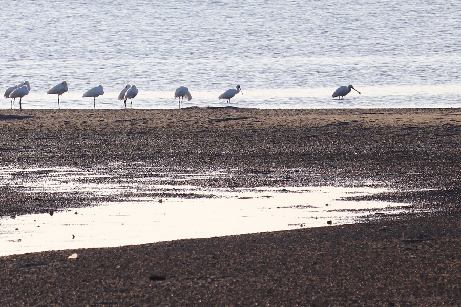 和白干潟クロツラヘラサギ