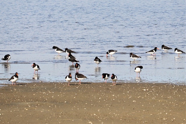 和白干潟 ミヤコドリ