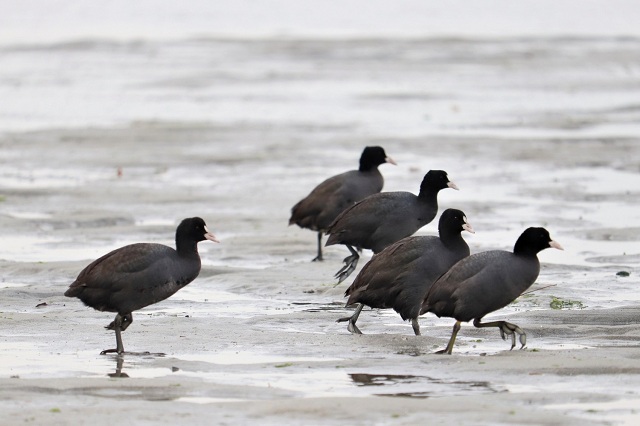 和白干潟 オオバン