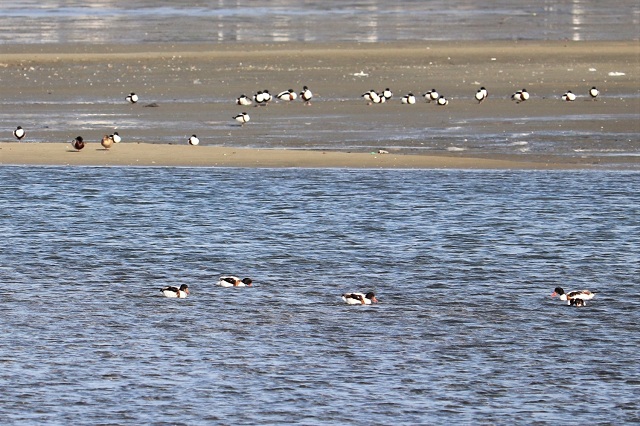 和白干潟 ツクシガモ