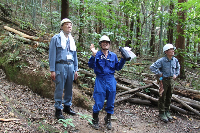山の倒木の様子