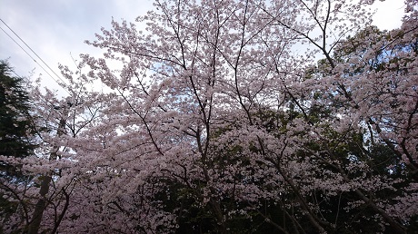 サクラの写真1
