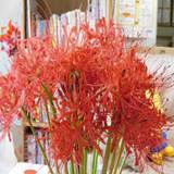彼岸花1