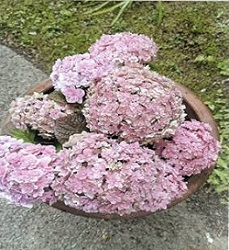 アジサイの写真