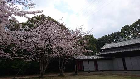 サクラの写真４