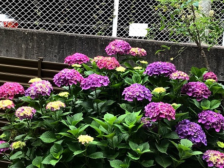 アジサイの写真1