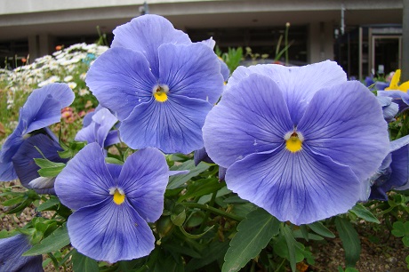 区役所花壇の写真2