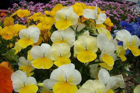 区役所花壇の写真1