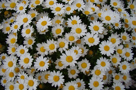 区役所花壇の写真3