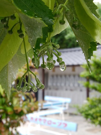 菩提樹の写真