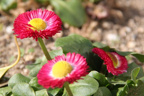 区役所花壇の写真3