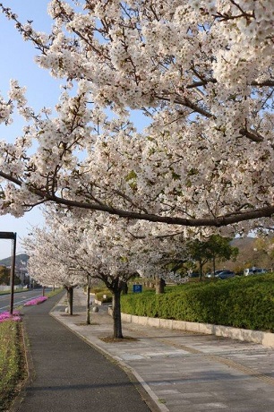 青葉公園の桜の写真５