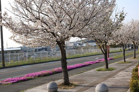 青葉公園の桜の写真２