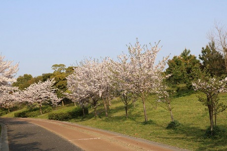 青葉公園の桜の写真１