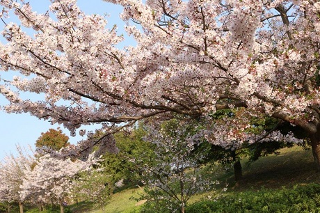 青葉公園の桜の写真３
