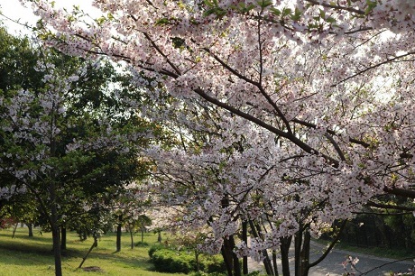 青葉公園の桜の写真４