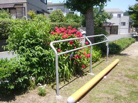 ゼラニウムの写真