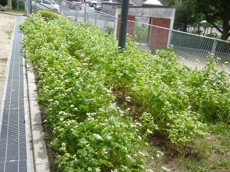 信州そば一号の写真