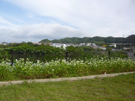 信州そばの写真2