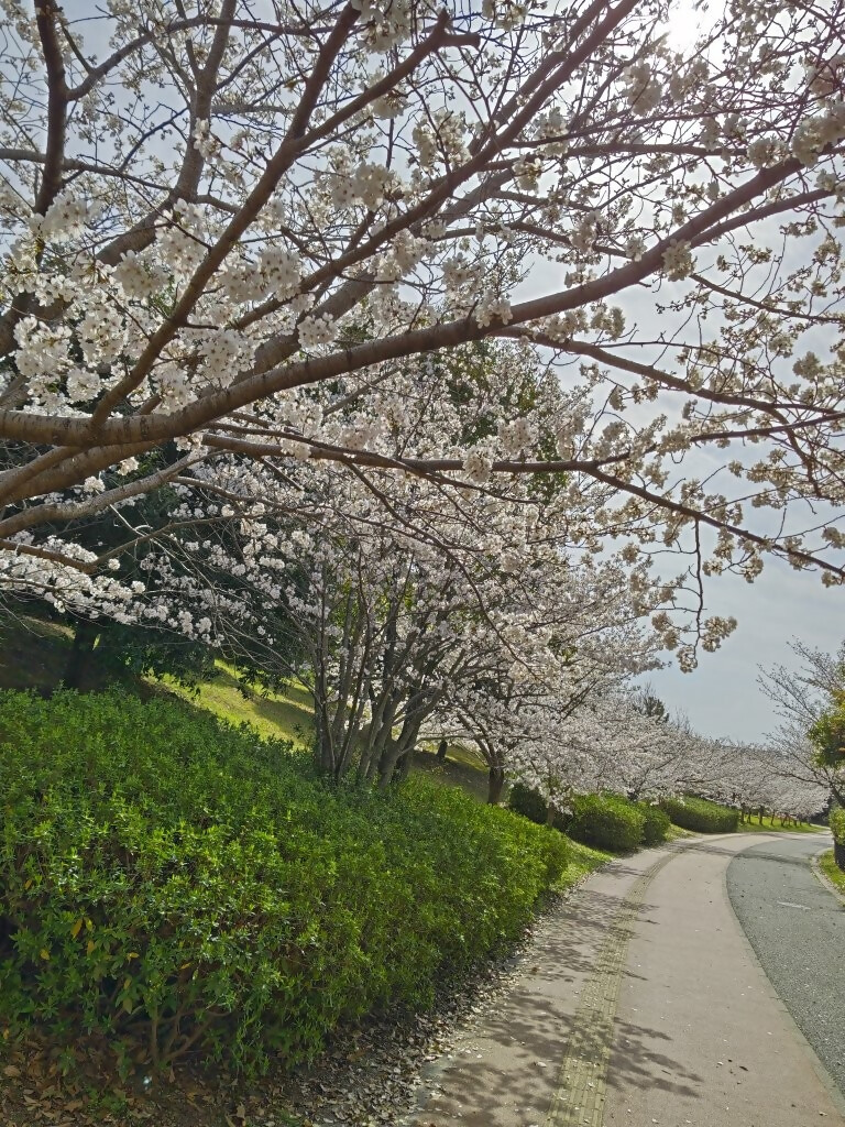 青葉公園の桜2