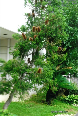 ブラシノキの写真2