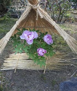 冬ボタンの写真2