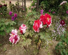 ボタンの写真２