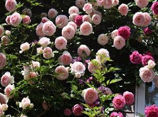 バラの写真4