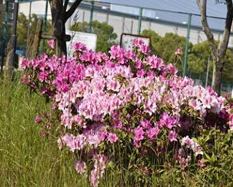 ツツジ3