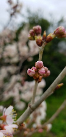 桜　三苫