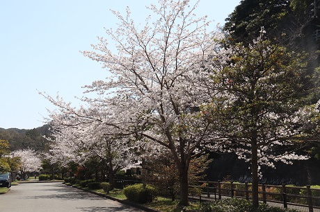 長谷ダム記念公園の桜１枚目