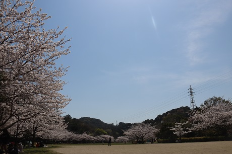 長谷ダム記念公園の桜２枚目