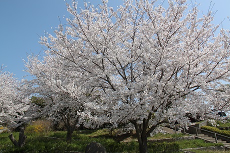 青葉公園1