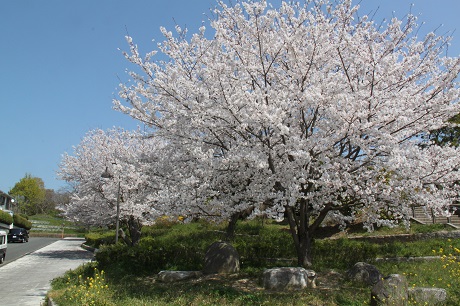 青葉公園2