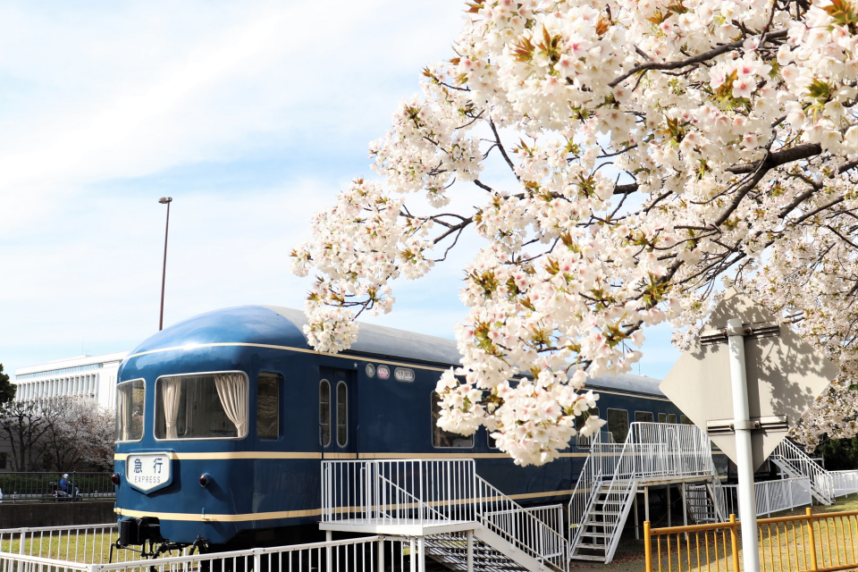 貝塚公園の桜