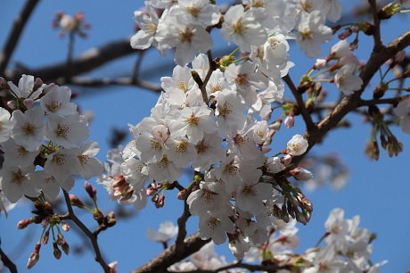 香住丘の桜1