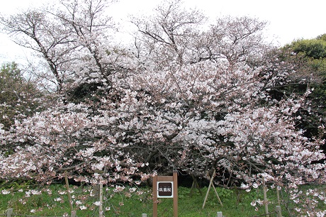 名島城址公園2
