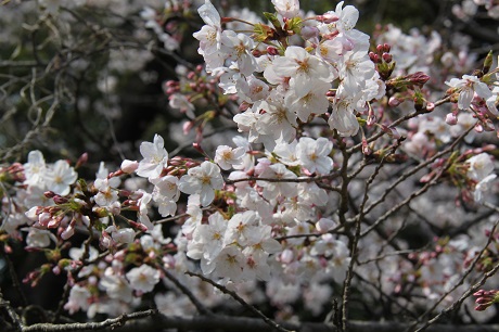 名島城址公園3