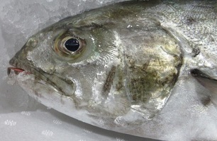 魚の写真3