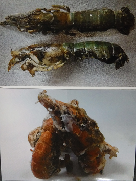 アナジャコの写真