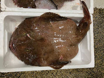 アンコウの写真