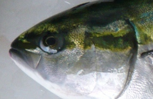 Aの魚の写真