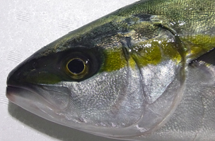 Dの魚の写真