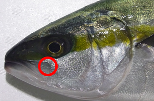魚の写真4